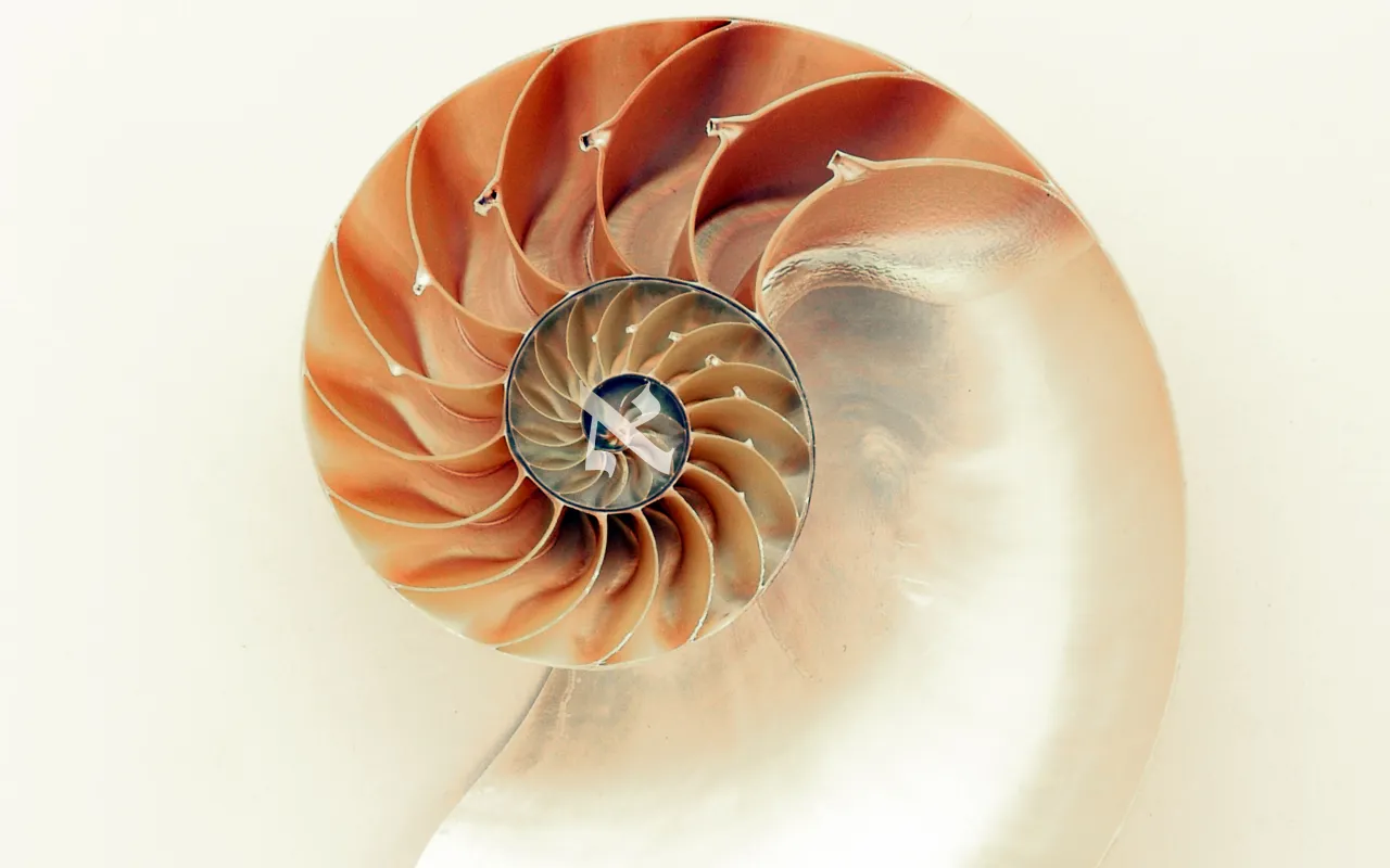 Coquillage nautile NOBOOK